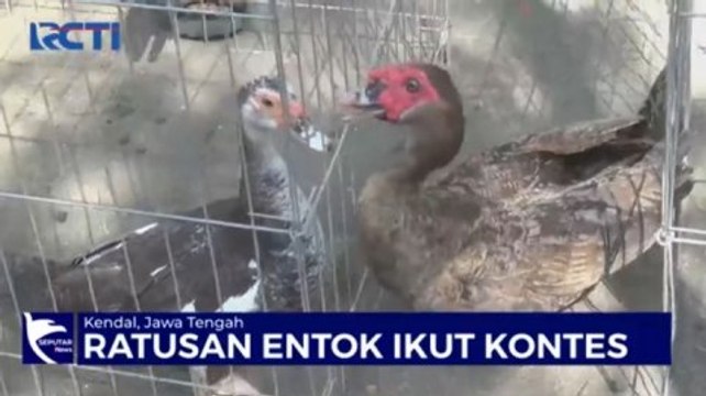 Ratusan Entok di Kendal Ikui Kontes Adu Keindahan Bulu