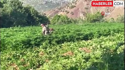 Zehir Tacirlerine Operasyon: 59 Gözaltı