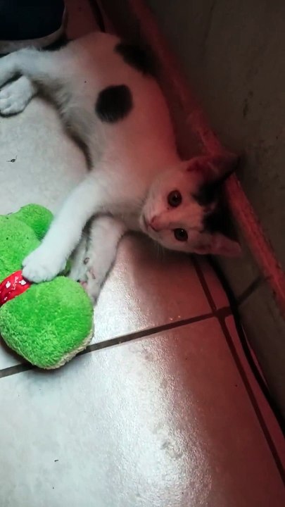 El Gato Pernanca  Jugando Con Su Muñeco De Peluche Felino Feliz Y Contento #Animales Y #Mascotas