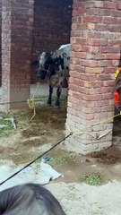 #trending #viral #usa #shortvideo #viralvideos #animals #nature #cow #cowbaby #innocent #petslife