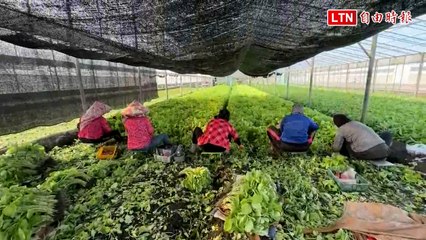 凱米颱風來襲，雲林菜農夜間緊急搶收蔬菜保產量🌪️