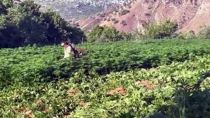 16 ilde ''Narkoçelik'' operasyonu: Çok sayıda gözaltı var