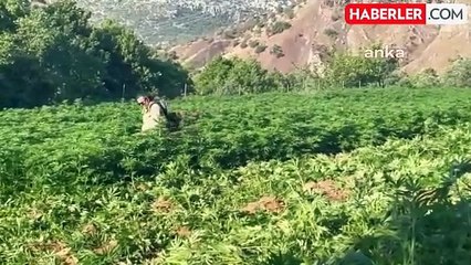 Jandarma Operasyonunda 2 Ton Uyuşturucu Ele Geçirildi