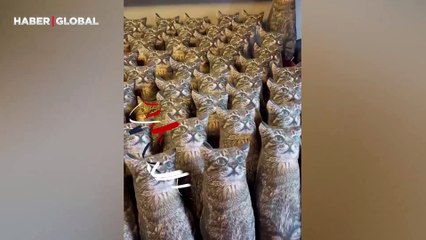 Öz annesi bile ayırt edemez! Peluş kediler arasında saklanan munzur kediciği yakalayabilecek misiniz?