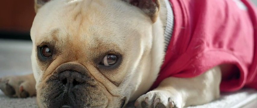 Bissell Little Green Pet Deluxe Portable Carpet Cleaner