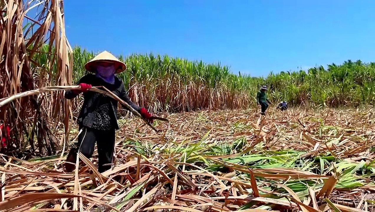 Quản lý Cỏ dại và Sâu hại trên ruộng Mía cùng Chuyên gia SPC