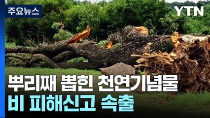 천연기념물 오리나무 쓰러져...고속도로 토사 유출 / YTN