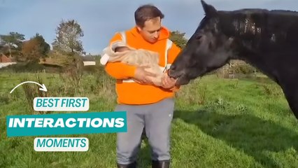 Adorable First Meetings Between Animals & Babies!