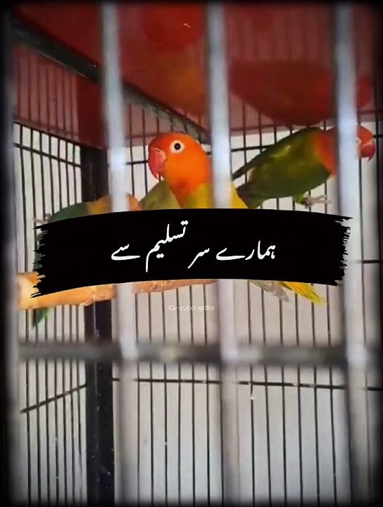 Allah ki Raza 23.7.24