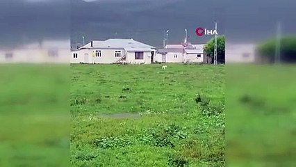 Ayıdan sonra şimdi de kurt görüldü! Şehir merkezinde tedirgin eden olay