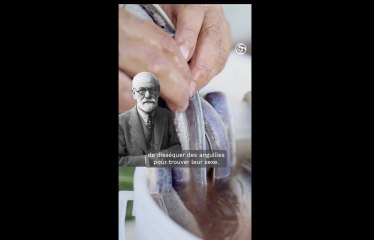 L'espèce la plus extraordinaire des eaux parisiennes : l'anguille