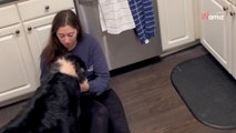 Tapferer Hund bricht die Regeln, um das Leben seines Frauchens zu retten (Video)