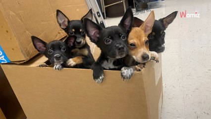 Teacher finds 5 puppies at school: the writing on the box explains everything