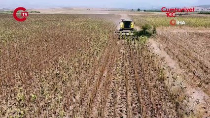 Kuraklık ayçiçeği rekoltesini vurdu: Üretim yarı yarıya düştü
