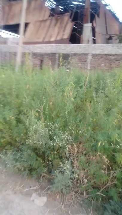 VID_20240718_191305