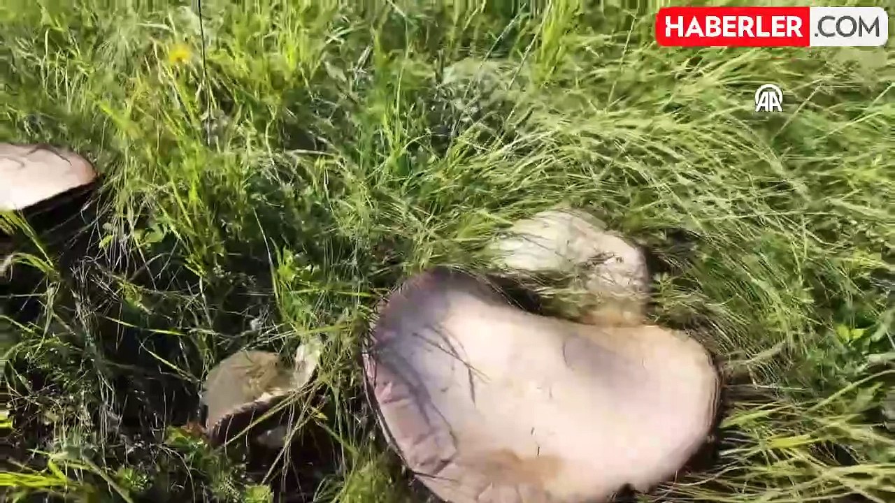 Kars'ta Dev Mantarlar Vatandaşları Sevindirdi