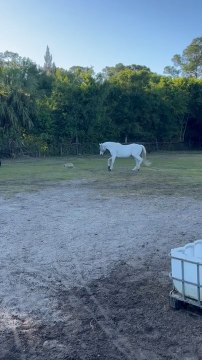 Holsteiner Gets Spooked by Hay Bale in His Pasture