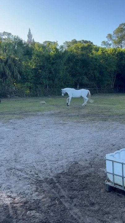 Holsteiner Gets Spooked by Hay Bale in His Pasture