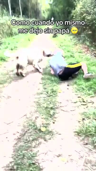Dog Knocks Down Man in Excitement