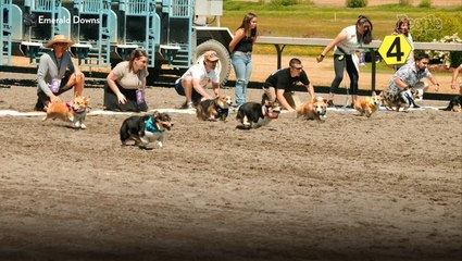 Dozens of Corgis Gather for Races to Spread Smiles and Fight Alzheimer's