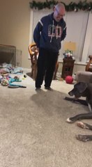 Great Dane Rolls Over When They Hear Bang Bang