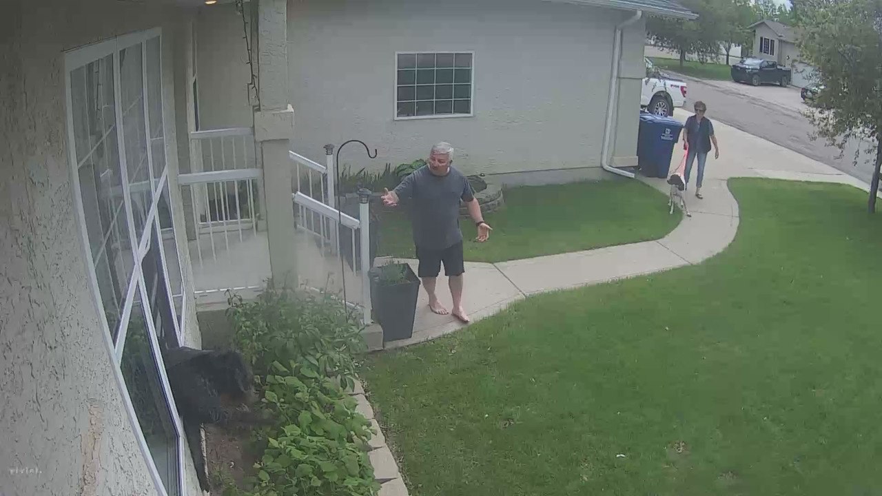 Pointer Doodle Jumps Through Window Screen to Greet Friend