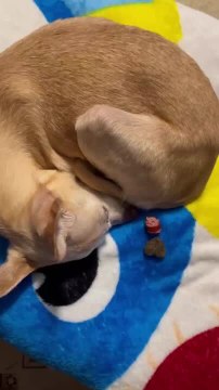 Owner Shares Heartwarming Moments of Her Dog