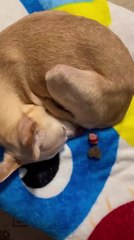 Owner Shares Heartwarming Moments of Her Dog