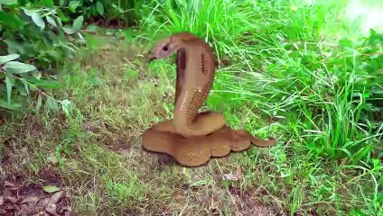 New Funniest Comedy Video 2024  Amazing Totally Funny Videos amazing tallent