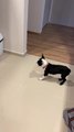 Puppy Tries to Play With Her Reflection on Shiny Refrigerator