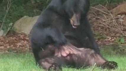 Woman finds chilled out bear in garden