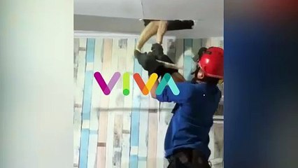 Biawak Ukuran Besar Ngumpet di Plafon Rumah Warga