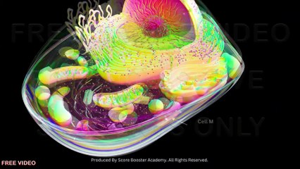 2. A. i.  What is Cell Membrane I Exploring the Cell Membrane