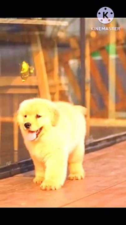 funny cat videos,funny cats,tv for cats,relaxing videos for cats,videos for cats to watch mice,videos for cats to watch birds,cat tv for cats to watch,funny animal videos,dog videos,funny video,birds video for cats,videos pour chats,videos for cats to wat