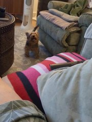 Dog Loves to Hear Owner Say "I Love You" to Her