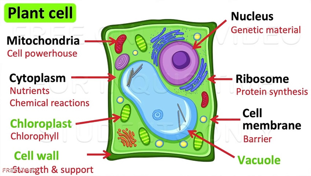 3. Animal cells vs plant cells  What's the difference  Anatomy & Function