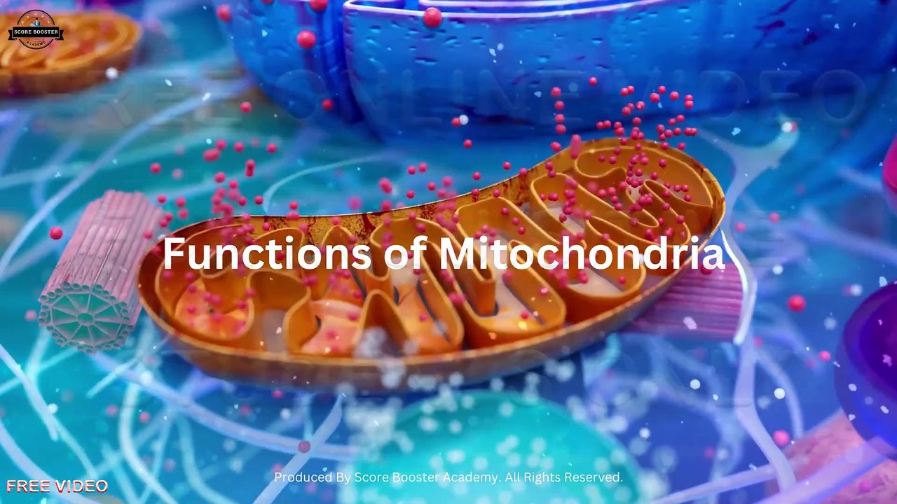 4. A. ii. What Are Mitochondria I Function of the Mitochondria