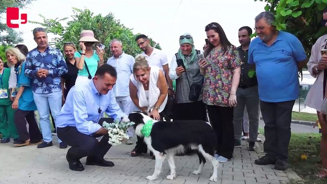 CHP'li başkandan sokak hayvanları için ek vergi önerisi | Haber: Abidin YAĞMUR