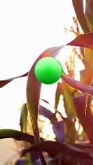 Pourquoi est-ce qu'on aime autant l'odeur de la pluie ?