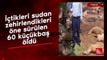 Kırşehir'de içtikleri sudan zehirlendikleri öne sürülen 60 küçükbaş öldü
