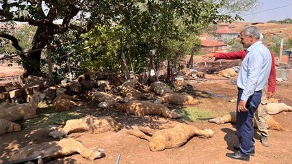 Tarladan gelen suyu içip birer birer öldüler