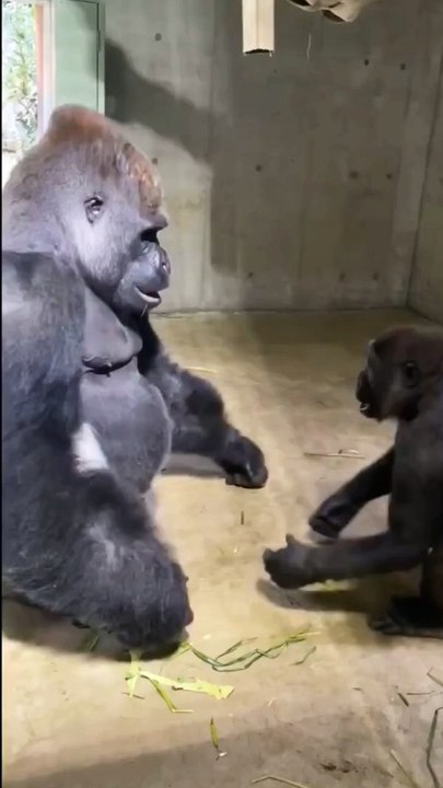 Gorilla  Family 