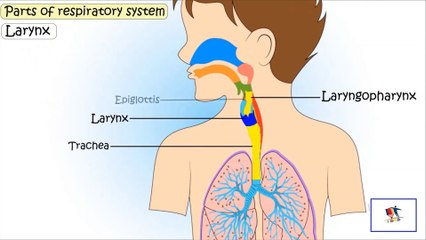 The Human Body - Respiratory System