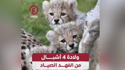 ولادة 4 أشبال من الفهد الصياد
