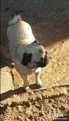 Bruno the freeloader pug 