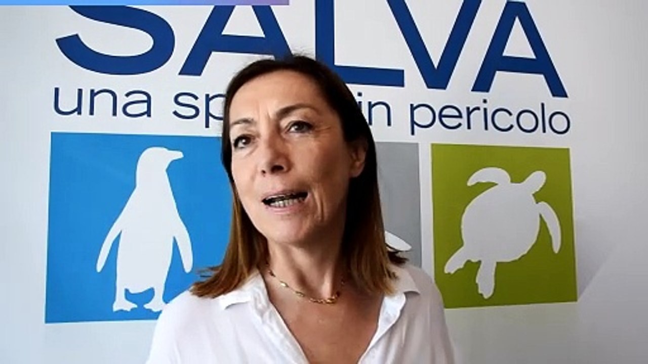 Tartaruga ferita viene salvata da una stampa 3D