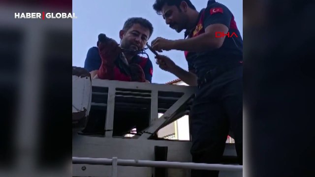 Ayağına dolanan iple ağaca tırmanmaya çalışan kargaya itfaiye yardımcı oldu