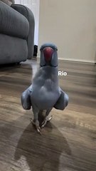 Talking Parrot Speaking English