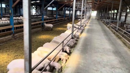 Ανησυχία για εξάπλωση της πανώλης των αιγοπροβάτων - Ισχυρή σύσταση των ειδικών για προσοχή