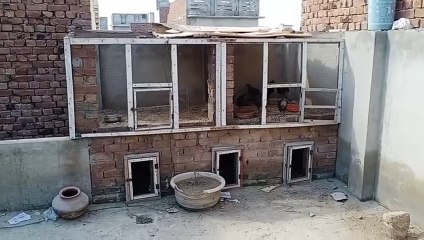 ghr-ki-chat-pr-murgi-palan